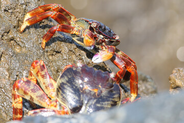Two large crabs in threatening poses are filmed facing each other on a rock in close-up