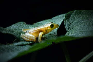 frog on a leaf