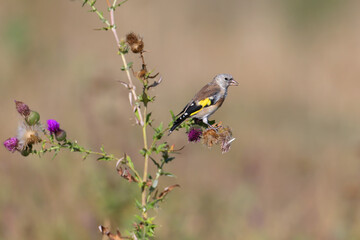Young and adult European goldfinch (Carduelis carduelis) photographed feeding on a beautiful plant close-up against a blurred background in soft morning light