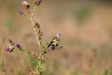 Young and adult European goldfinch (Carduelis carduelis) photographed feeding on a beautiful plant close-up against a blurred background in soft morning light