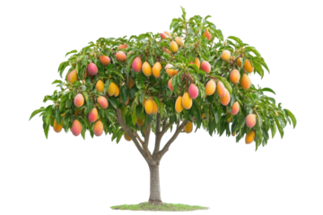 Colorful mango tree laden with ripe fruit under clear skies in a serene outdoor setting
