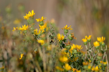 Flowers and inflorescences of Grindelia squarrosa are photographed close-up against a blurred background