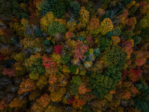 Aerial view of colorful autumn foliage with vibrant trees and serene landscape, Great Barrington, United States.