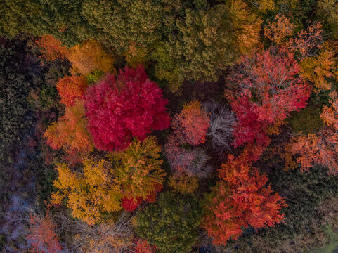 Aerial view of colorful autumn foliage and trees in a beautiful forest, West Roxbury, United States.