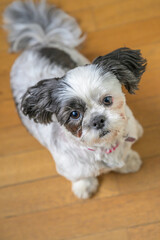 3 years old shih tzu dog 