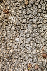 Granular material, solid wood with a structural surface for design textures. Grunge panel with rough coating