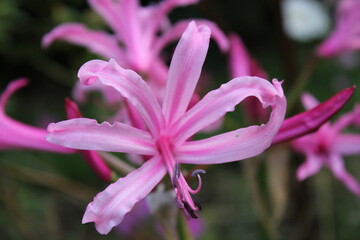 Nerine lily