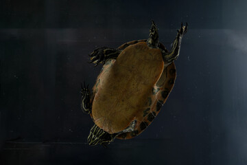 perspektive schildkröte froschperspektive tier schwimmen wasser blau