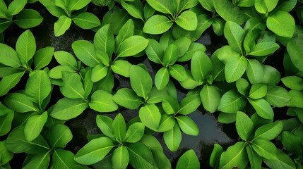 Top view of vibrant green leaves on water surface with dew, creating a natural and lush botanical pattern.