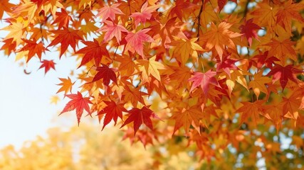 Vibrant fall maple leaves dropping down, scenery, environment, forest