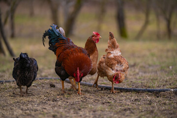 Poultry in the large garden close to nature in the village. Group of colorful chickens pecking at the farm ground