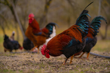 Poultry in the large garden close to nature in the village. Group of colorful chickens pecking at the farm ground