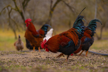 Poultry in the large garden close to nature in the village. Group of colorful chickens pecking at the farm ground