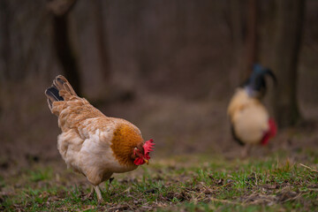 Poultry in the large garden close to nature in the village. Group of colorful chickens pecking at the farm ground