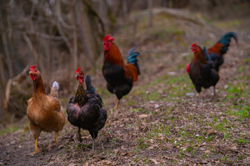 Poultry in the large garden close to nature in the village. Group of colorful chickens pecking at the farm ground