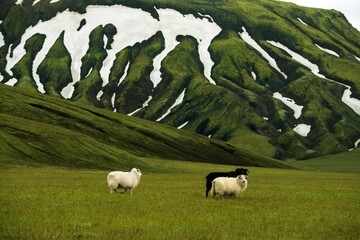 Free roaming white and black sheep in a landscape