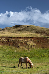 A lone horse grazing in a barren landscape
