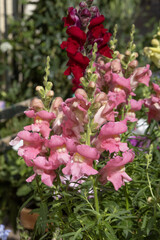 Mufliers multicolores