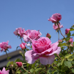Roses sur fond de ciel bleu