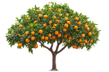 Vibrant orange tree laden with ripe fruit in a sunny orchard during harvest season