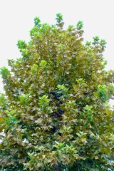 紅葉したプラタナスの木　白背景