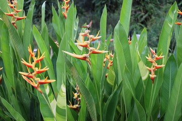 plethora of plants with long slender medium green leaves and bright pink yellow orange many tiered blossoms
