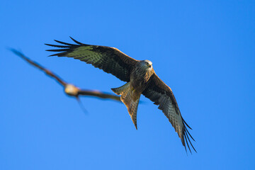 Red Kite, Milvus milvus, bird in flight