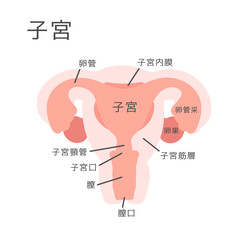 子宮　イラスト　（説明あり）