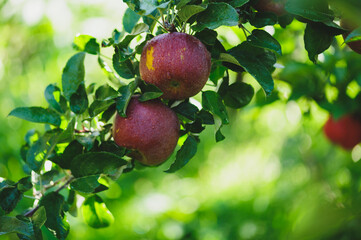 Red apples grow on tree in sunshine