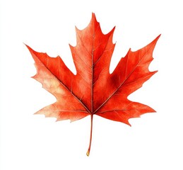 Maple leaf isolated on white background with space for your text in autumn colors
