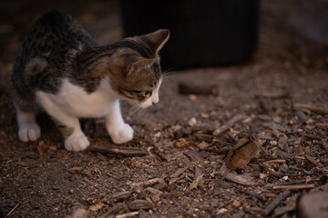 A cat catching a wild mouse at the village farm. The agile feline running after food. Hunting animal versus hunted animal