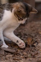 A cat catching a wild mouse at the village farm. The agile feline running after food. Hunting animal versus hunted animal