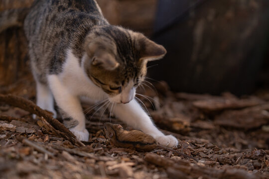 A cat catching a wild mouse at the village farm. The agile feline running after food. Hunting animal versus hunted animal