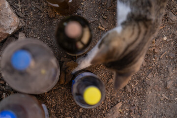 A cat catching a wild mouse at the village farm. The agile feline running after food. Hunting...