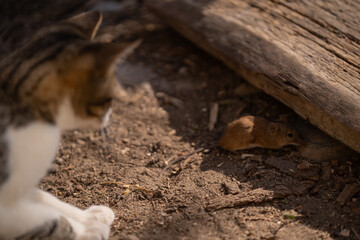A cat catching a wild mouse at the village farm. The agile feline running after food. Hunting animal versus hunted animal