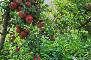 Red apples grow on tree in garden