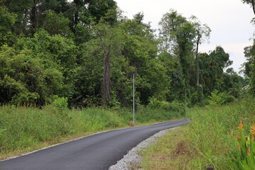 rural paved road curves away through dense rain forest on one side and natural tropical foliage on the other