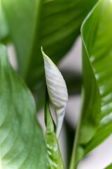 Flower photography beautiful landscape background screensaver