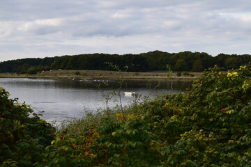 Lake and forest in Denmark 