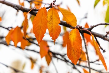 Natural screensaver and background with autumn theme and seasonal colors landscape