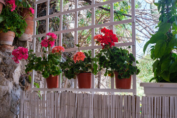 Fototapeta premium bright red and pink flower in pot