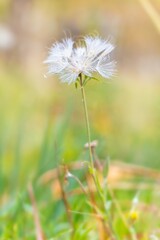 Seasonal flower on a background of sun rays. Dandelion useful for life meadow plant