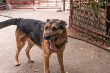 The angry dog stuck out his tongue