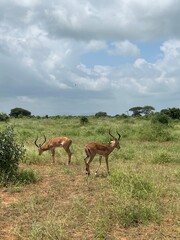 Impalas in Tsavo East National Park