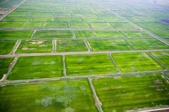 Aerial view of lush green farmland with patterned rice fields, Krasnodar Territory, Russia.