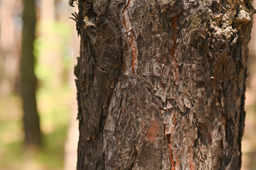 the trunk of a tree. pine bark close-up