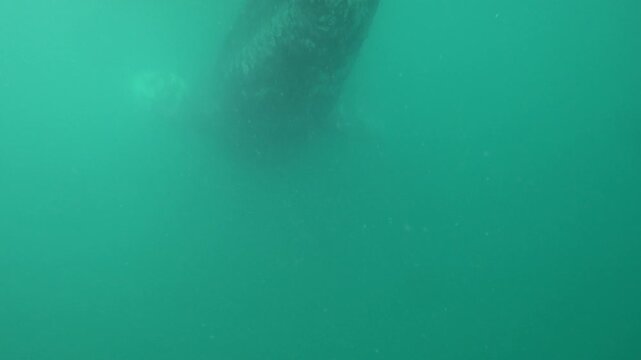 Scenery underwater footage of gray whale. Marine creature swimming. Underwater footage