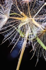 Fototapeta premium Abstract background screensaver closeup of dandelion flower and its seeds