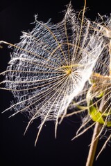 Abstract background screensaver closeup of dandelion flower and its seeds