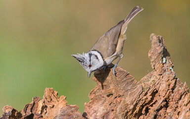 Lophophanes cristatus aka Crested tit on dry tree. Lovely small bird with topknot and red eyes. Clear blurred green background.